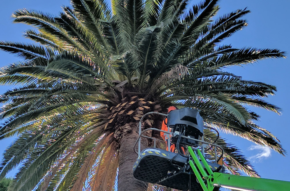 palm tree maintenance landscape skyline